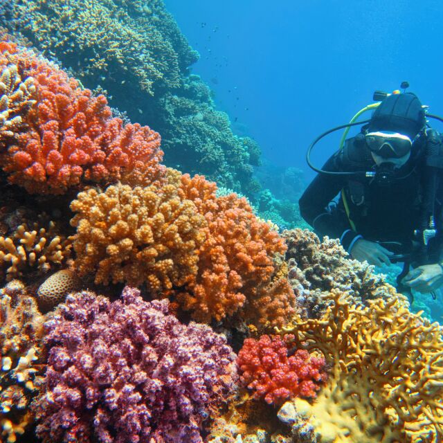 Водолази местят корали: Целта е да ги защитят от високите температури на повърхностните води
