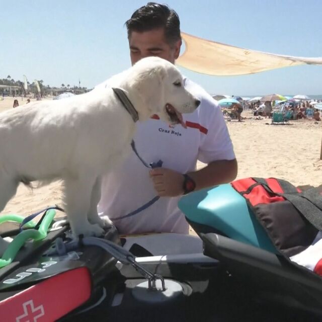 Кое е първото куче спасител на плажа в Испания 
