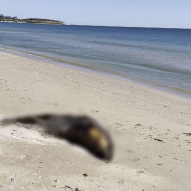 Сигнал до bTV: Мъртъв делфин от защитен вид стои с дни на плаж в района на Дуранкулак