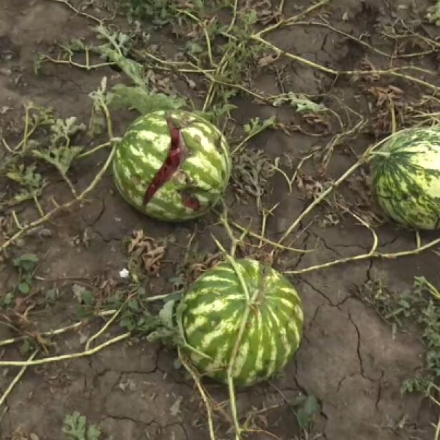 „100% унищожена реколта“: Ще бъдат ли обезщетени земеделците в Дулово след градушката?