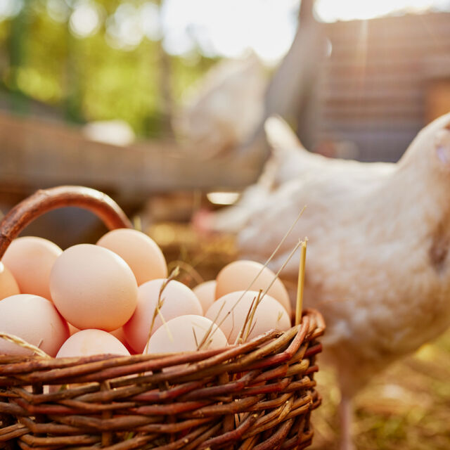 Цените на яйцата и пилешкото: По-скъпо родно производство от вносното