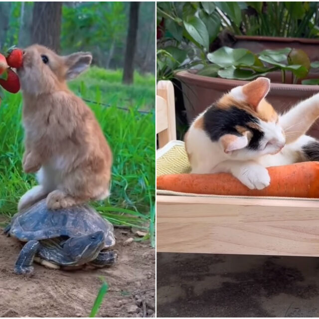 Зайче, костенурка, котка и ягоди – сладко видео с мъничко измама 