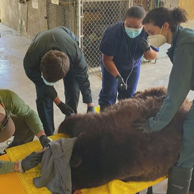 Природозащитници обезвредиха конфликтна женска мечка (ВИДЕО)