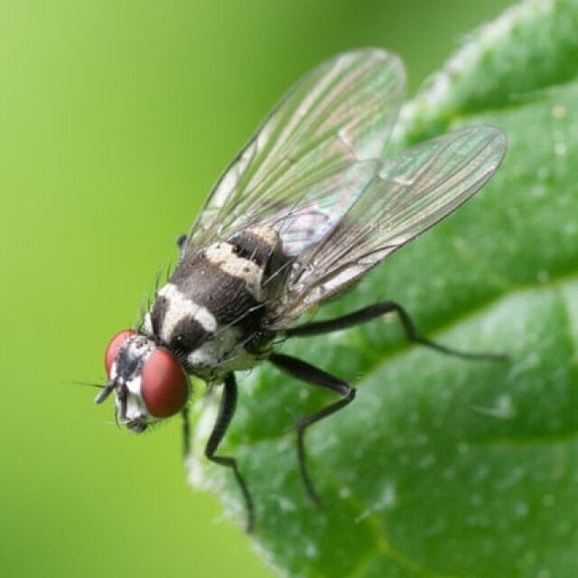 Мъртвите мухи могат да се използват за производство на биоразградима пластмаса