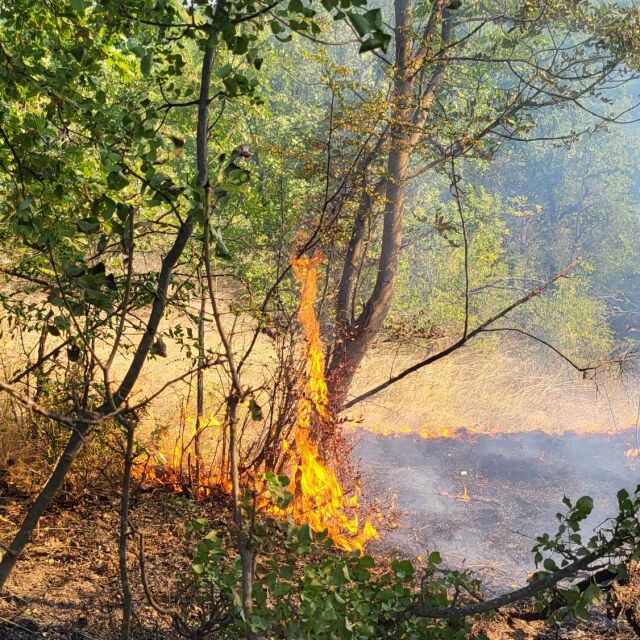 Пожар гори в землището на харманлийско село (СНИМКИ)
