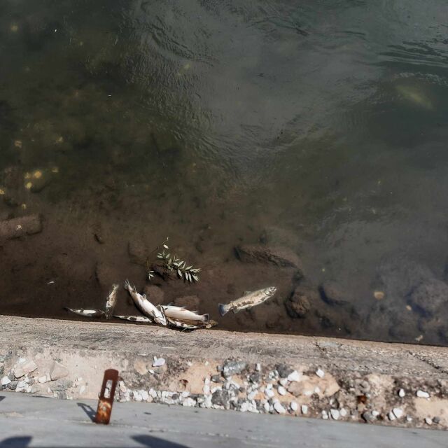 Хиляди мъртви риби в Смолян: Установиха неправомерно заустваане на река Черна