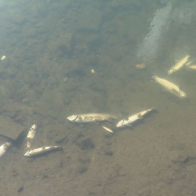 Замърсяване в река Черна: Каква е причината за мъртвата риба?