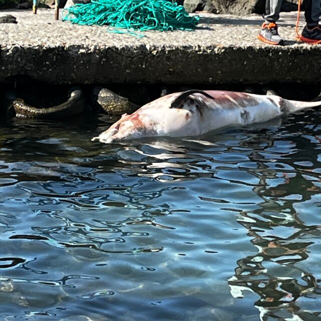 От „Аз, репортерът“: Мъртъв делфин край Поморие