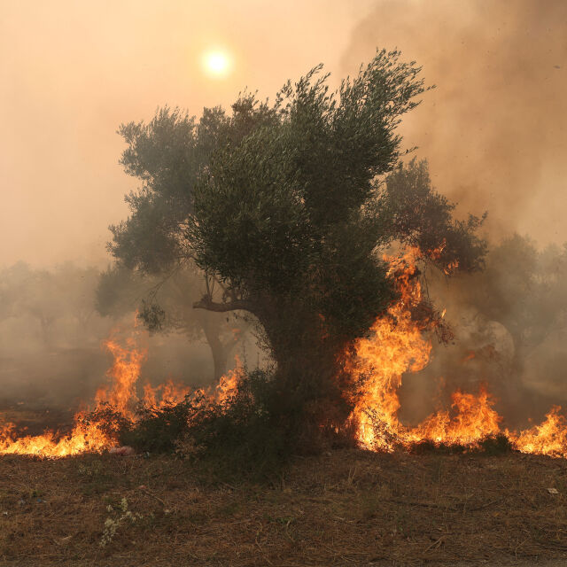 Пожарите в Гърция: Осемнадесет тела открити в гора