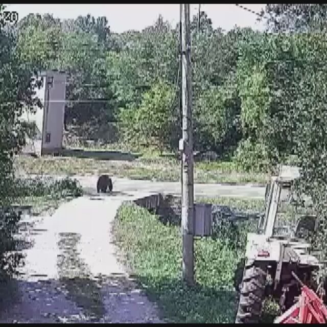 Мечка се разхожда през деня сред къщите в габровско село