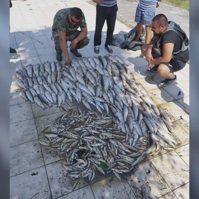 Замърсяване от градската канализация на Смолян е убило рибата в река Черна (ВИДЕО)
