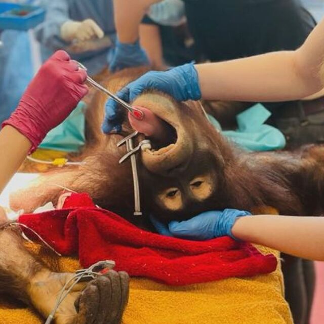 Рядък случай: Екип на човешка клиника оперира орангутан с възпаление на яйчниците (СНИМКИ)