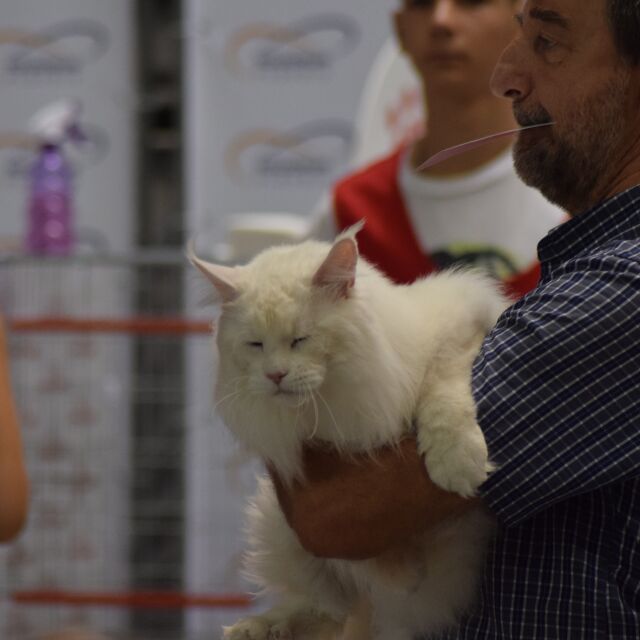 В разгара на лятото: Проведе се международна изложба на котки в Пловдив (СНИМКИ)