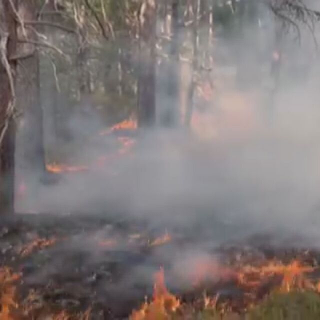 В Родопите гори черен бор: Гаси се по земя и въздух – bTV от епицентъра на пожара