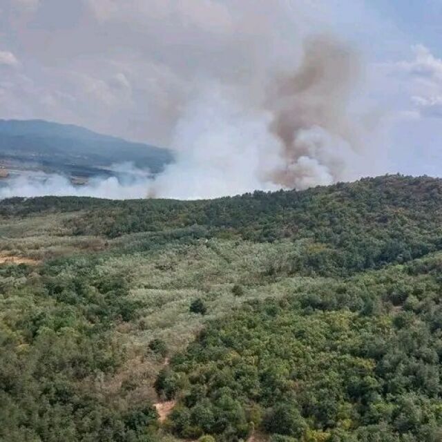 Пожар в борова гора в землището на село Михилци