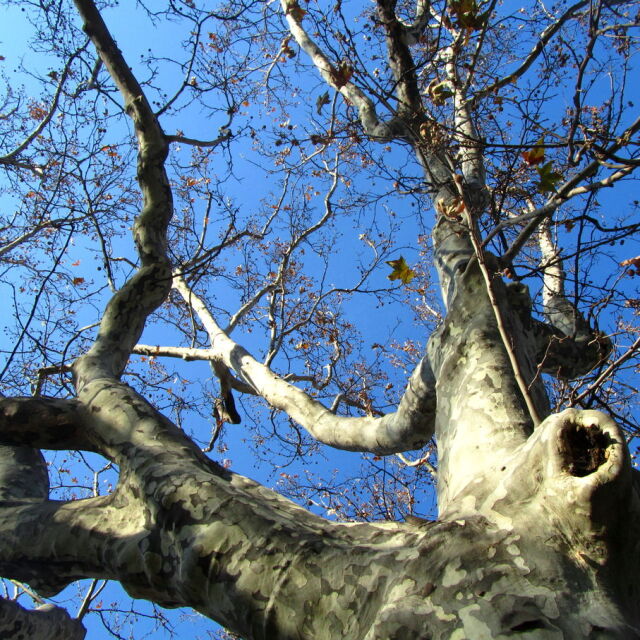 Хилядолетен чинар е големият победител в конкурса „Дърво с корен“