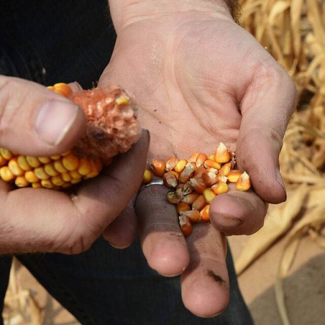 Русия: България не контролира достатъчно фуражите за ГМО