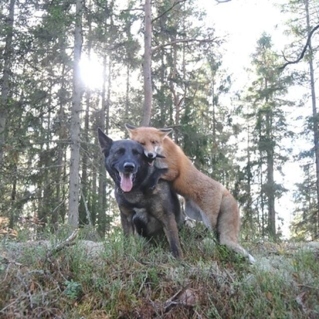Кучето Тини и лисицата Снифър - нестандартно, но истинско приятелство