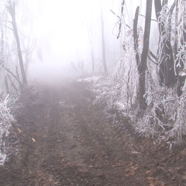 Една трета от гората край Белоградчик е унищожена от леда