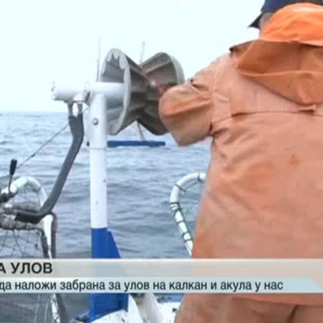 ЕК обсъжда дали да има забрана за улов на калкан и акула у нас