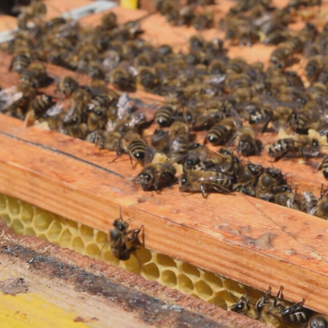 Ще има компенсации за отровените пчели 