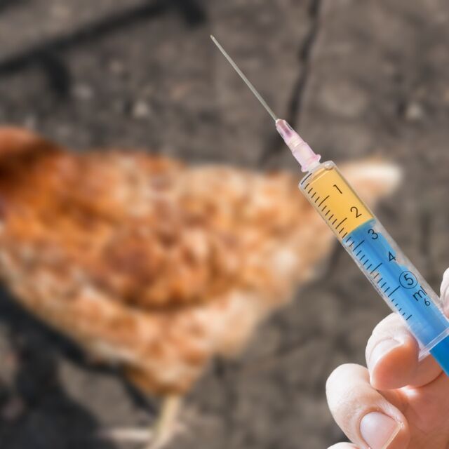Огнище на птичи грип в с. Главиница