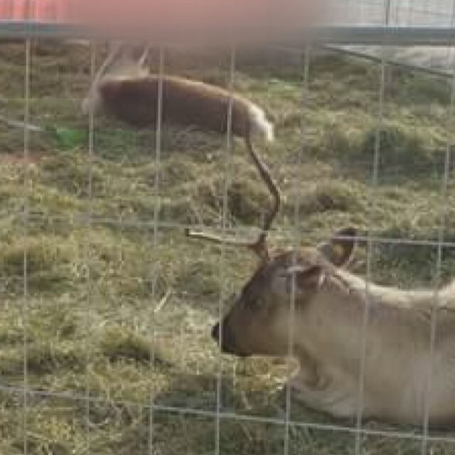 Коледен пиар: Столичен мол привлича посетители с елени в клетка
