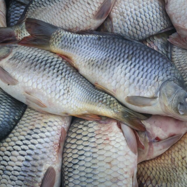Проверки преди Никулден: Агенцията по храните проверява търговците на риба