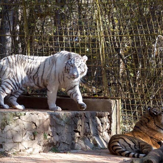 Бял бенгалски тигър радва посетителите на зоопарка в Стара Загора 