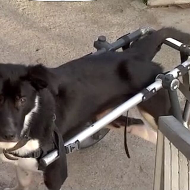 Зоодоброволци търсят дом за куче в инвалидна количка 