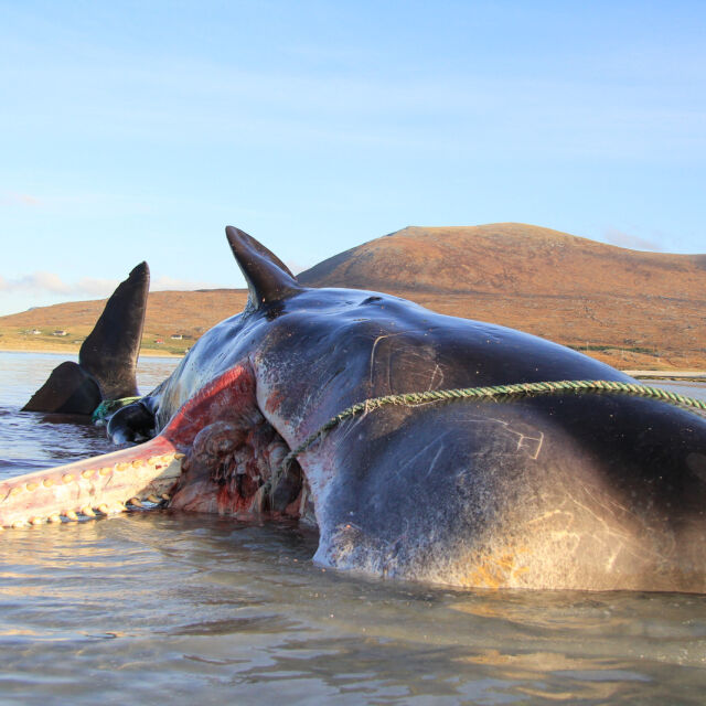 Откриха 100 кг боклук в стомаха на мъртъв кит (СНИМКИ)