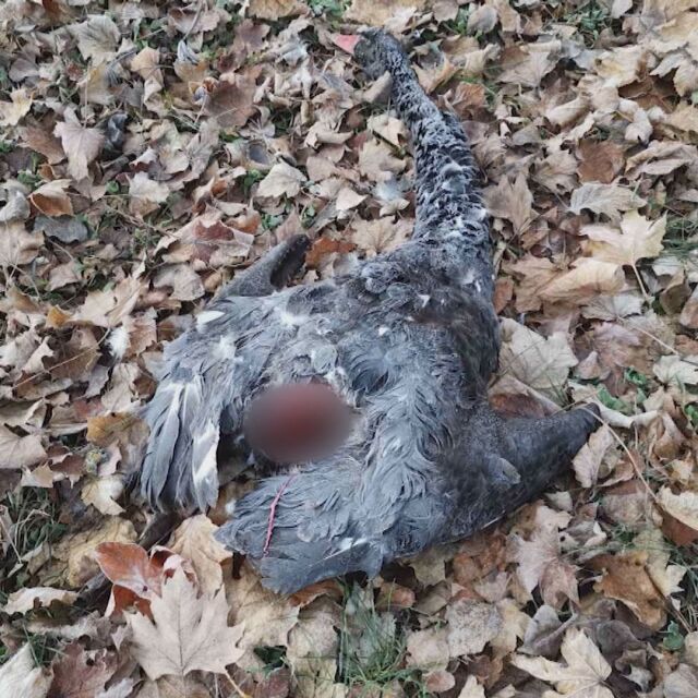 Един черен лебед беше убит, а два изчезнаха от парк "Бачиново" в Благоевград