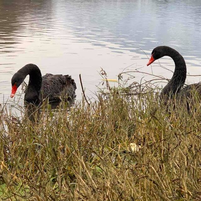 Откриха изчезналите черни лебеди от парк "Бачиново" в Благоевград