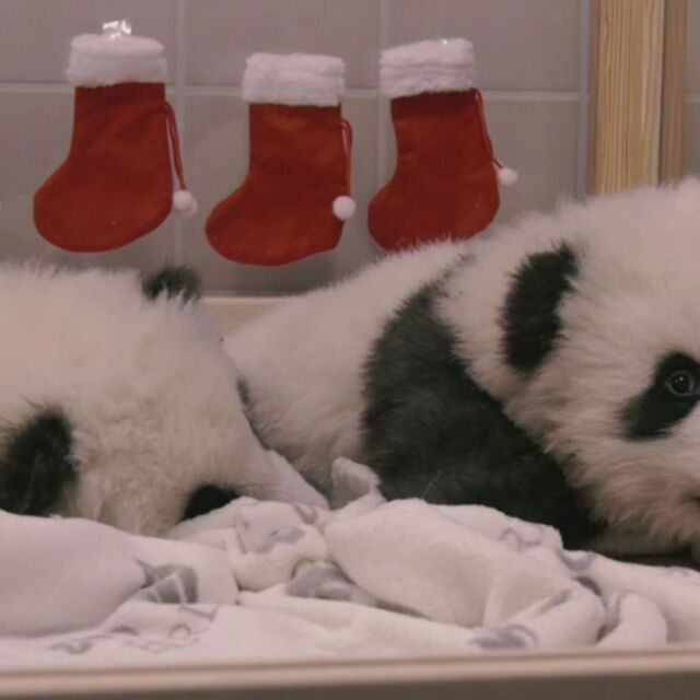 Бебета панди предизвикаха фурор в зоопарка на Берлин