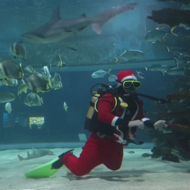 Дядо Коледа украси елха в огромен аквариум с акули в Будапеща (ВИДЕО)