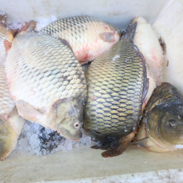След проверките за Никулден - унищожават 217 кг риба 