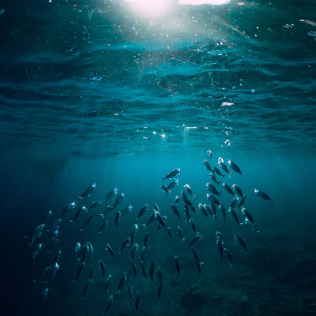 „Златната“  рибка с... годежен пръстен: Намериха бижу, изгубено в океана (СНИМКИ)