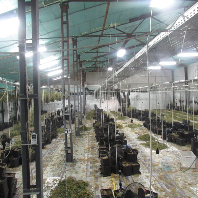 Разбиха най-голямата оранжерия за марихуана в Русенско