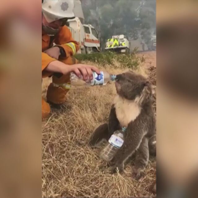 Пожарникар дава вода на коала на фона на бушуващите пожари в Австралия (ВИДЕО)