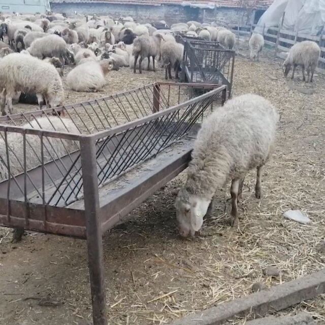 Безсънна нощ за семейството от Исперихово, чието стадо овце гладува след пожар в склад
