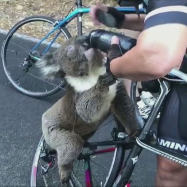 Велосипедисти дават вода на прежадняла от жегите коала (ВИДЕО)