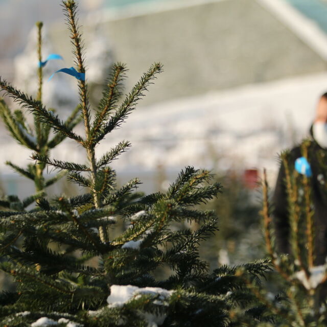 Коледните елхи: Траен спад в интереса към отсечени дръвчета