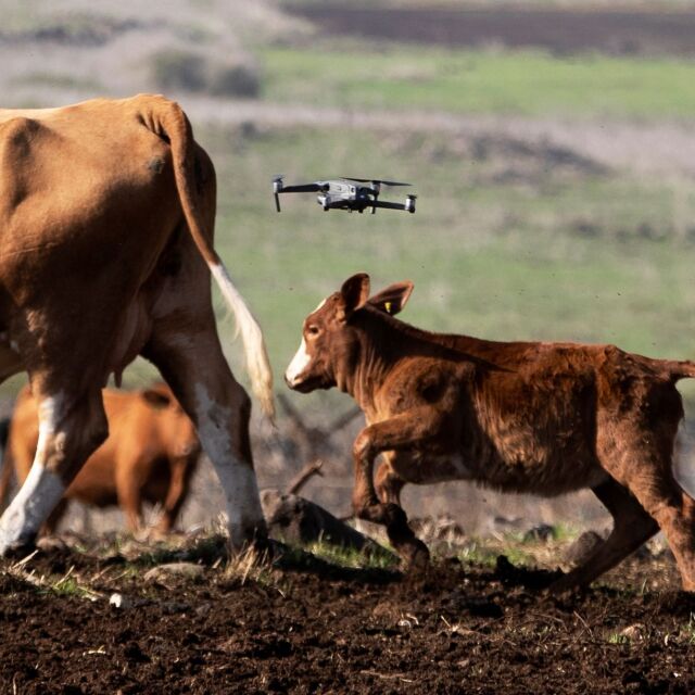 Каубойски… дронове: Безпилотници направляват стада в Израел (ВИДЕО)