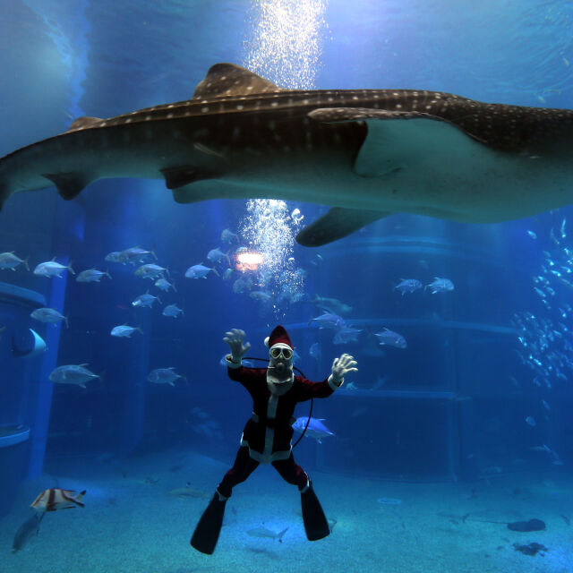 Дядо Коледа между акулите в аквариум (ВИДЕО)