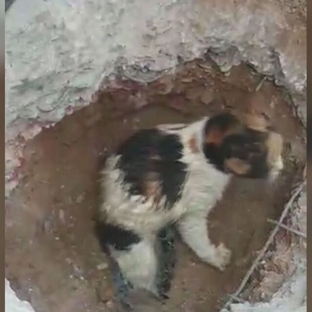 Чудо преди Коледа: Котка оцеля след две денонощия под бетон (ВИДЕО)