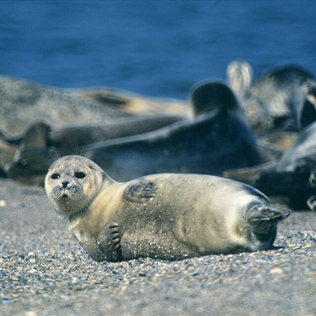 Стотици мъртви каспийски тюлени край бреговете на Махачкала