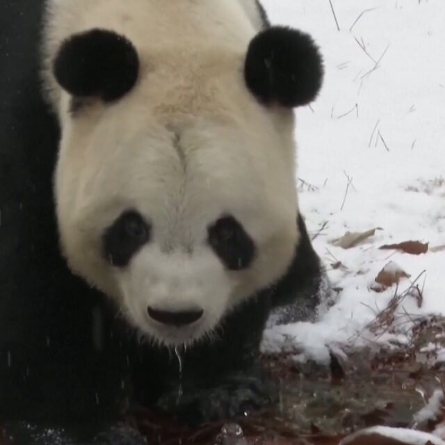Първият сняг зарадва пандите в китайски зоопарк (ВИДЕО)