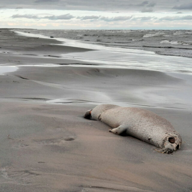 Теч на петрол, прекомерен улов или липса на кислород: 2500 тюлена са открити мъртви край Каспийско море