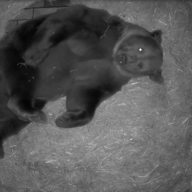На прага на зимата: Мечокът Тони се подготвя за сън в столичния зоопарк (ВИДЕО) 