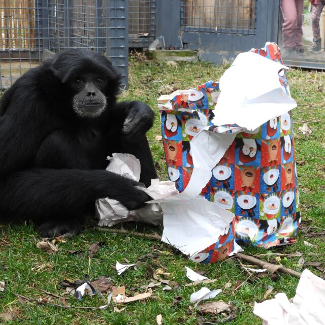 Коледен дух в Софийския зоопарк: Маймуните получиха подаръци (СНИМКИ)